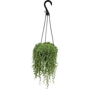 image:imageLive String of Pearls Succulent Plant Decor Hanging Basket Real Succulents amp Houseplants for Home or Office Senecio Rowleyanus Unique House Plants