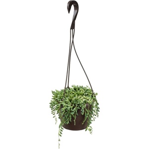image:imageString of Raindrops Succulent Plant Decor Hanging Basket Real Succulents amp Houseplants for Home or Office Senecio Curio Unique House Plants