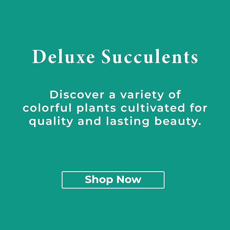 Live Succulents & Houseplants for Easy Care | Altman Plants