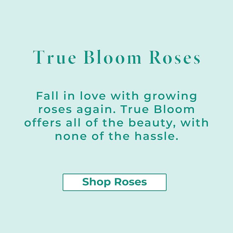 Live Succulents & Houseplants for Easy Care | Altman Plants
