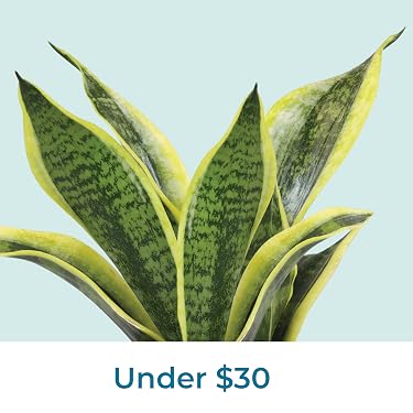 Live Succulents & Houseplants for Easy Care | Altman Plants