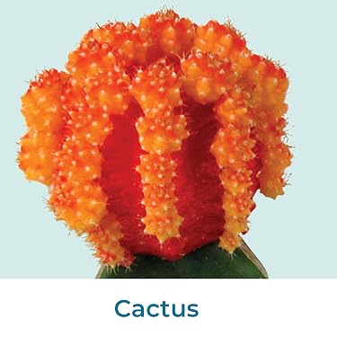 Live Succulents & Houseplants for Easy Care | Altman Plants