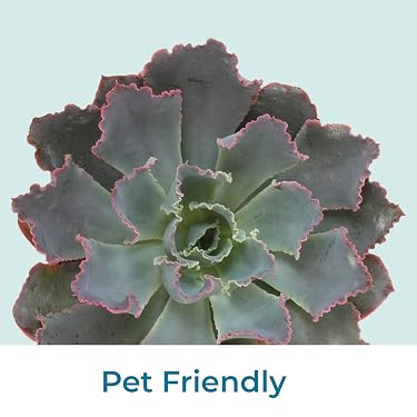 Live Succulents & Houseplants for Easy Care | Altman Plants