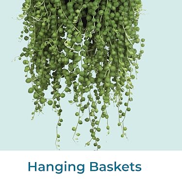 Live Succulents & Houseplants for Easy Care | Altman Plants