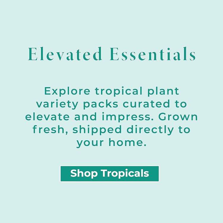 Live Succulents & Houseplants for Easy Care | Altman Plants