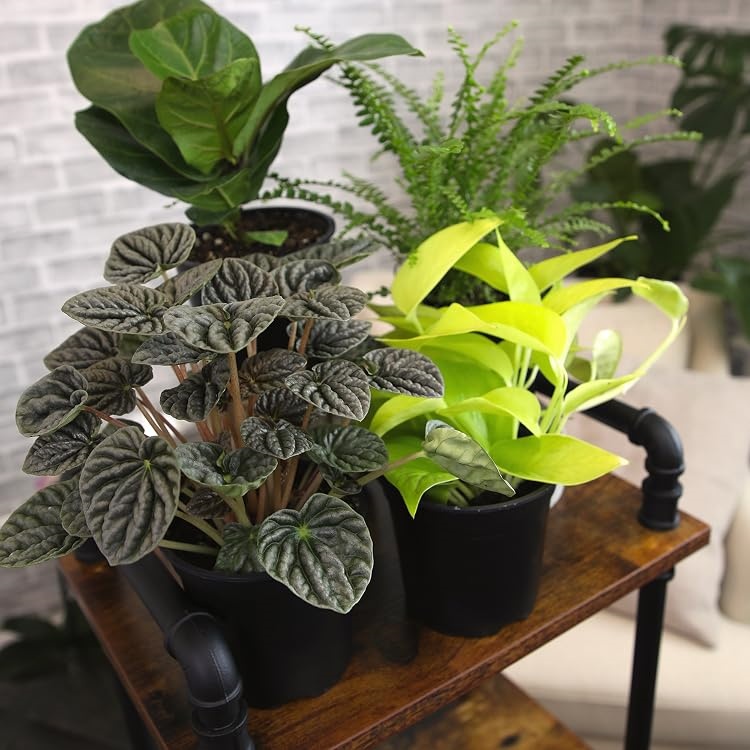 Live Succulents & Houseplants for Easy Care | Altman Plants