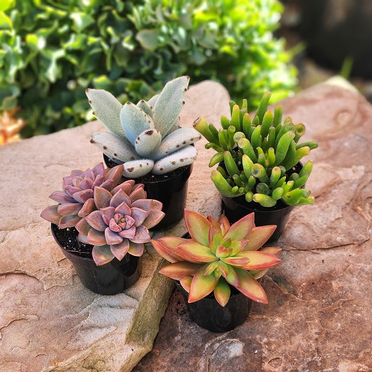 Live Succulents & Houseplants for Easy Care | Altman Plants